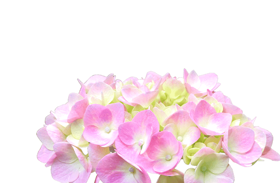 6月の花