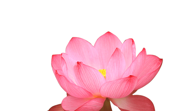 7月の花