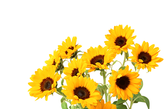 8月の花
