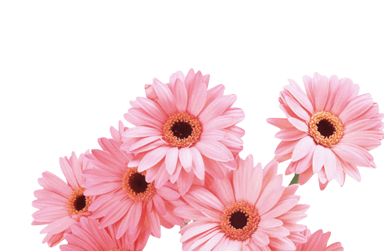9月の花