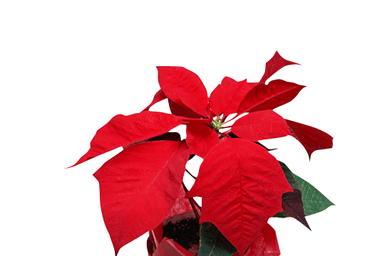 12月の花