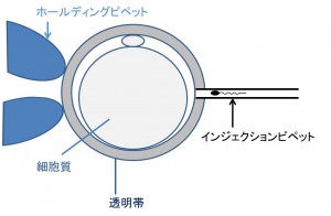 図2.ピエゾ透明帯穿刺