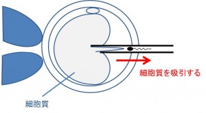 図3.c-ICSI細胞質膜